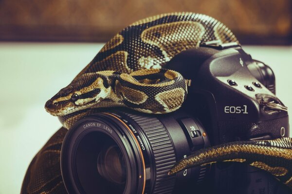Potente obiettivo della fotocamera con serpentecaso di alluminio per