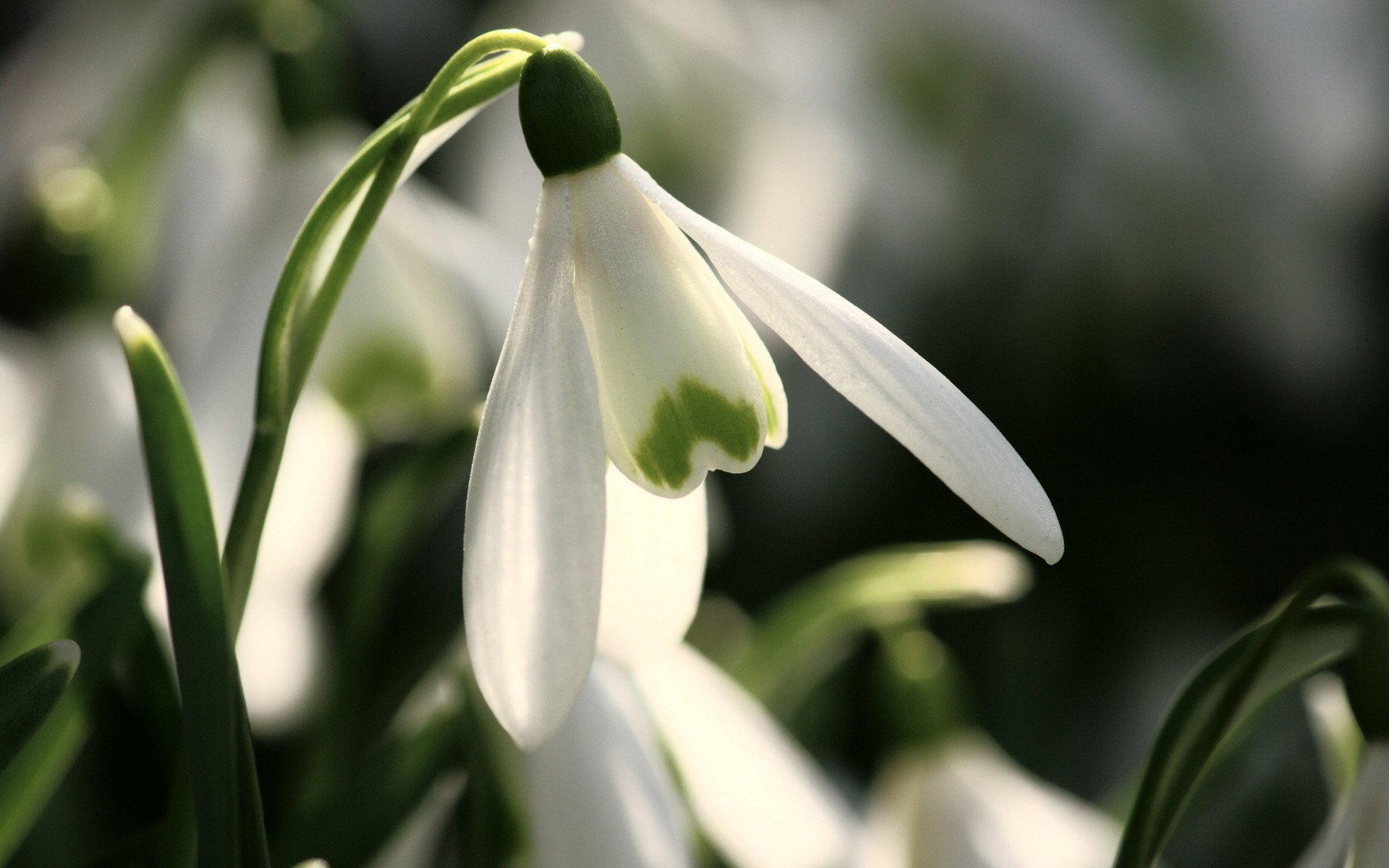 bucaneve fiori primule primavera macro fiore