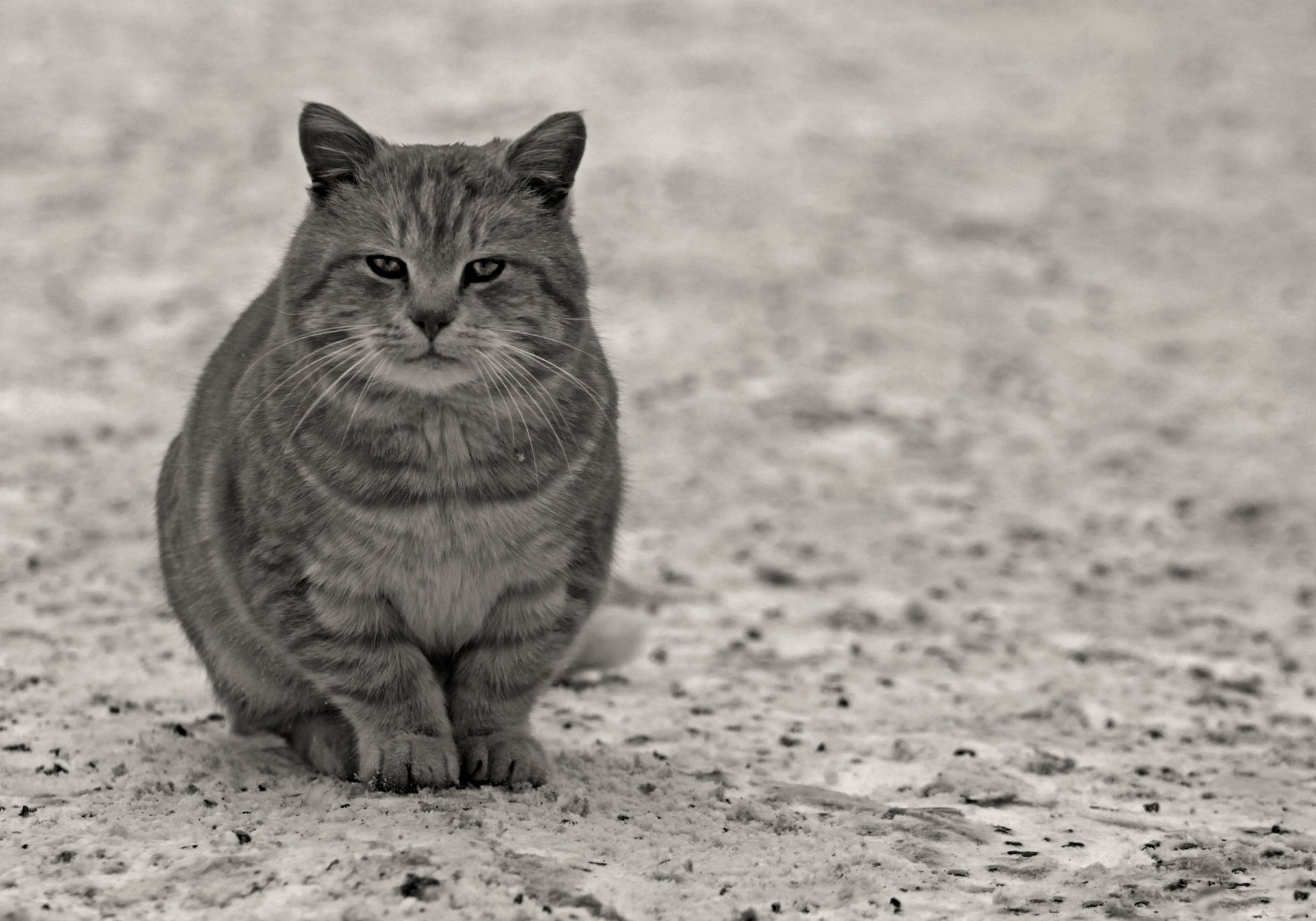 gatto sguardo zampe animali felino grigio asfalto lana baffi