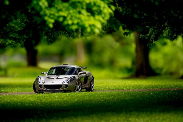 Auto giocattolo nella foresta reale