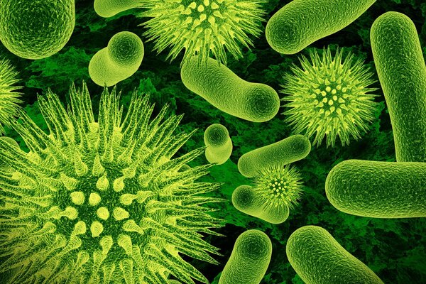 I microrganismi verdi determineranno il futuro della biologia