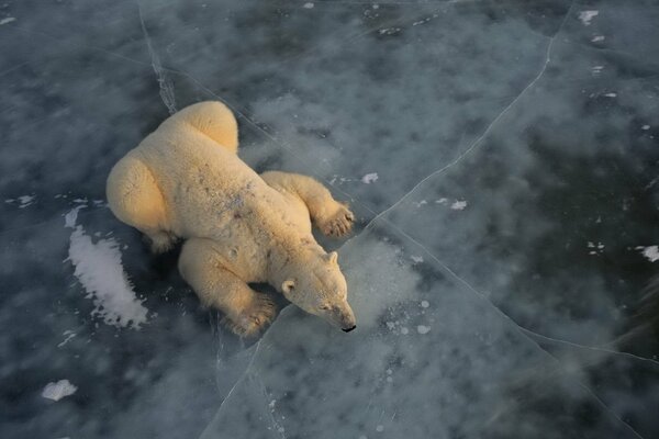 Orso polare che riposa su un lastrone di ghiaccio