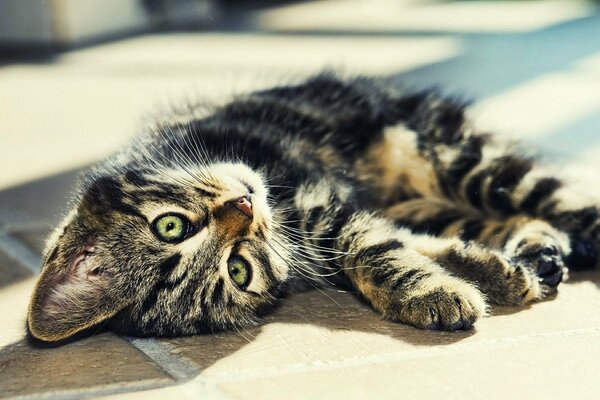Un gattino a strisce giace sul pavimento e sembra carino