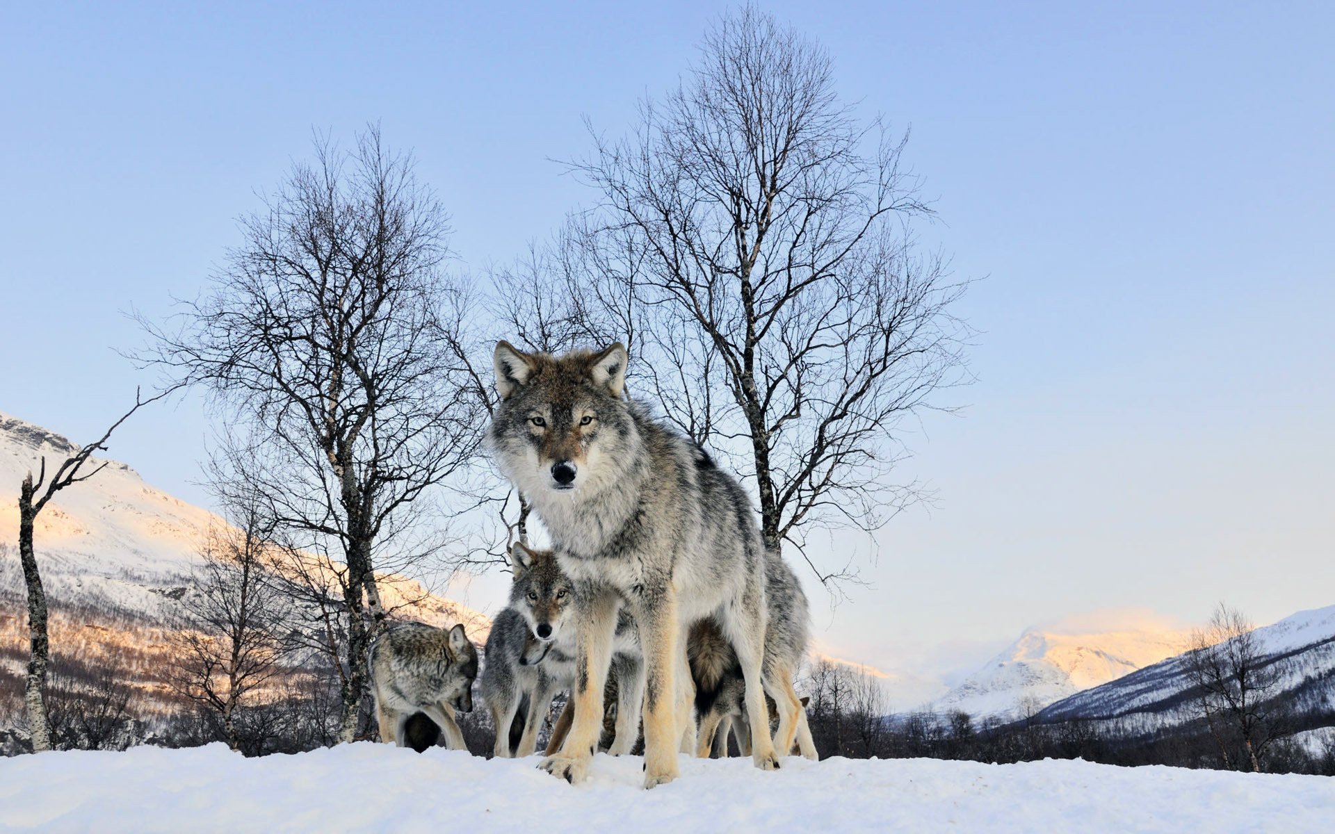 inverno branco di lupi sguardo in lontananza lupi sguardo neve