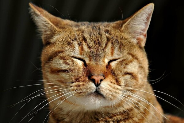 Gatto dai Capelli rossi assonnato strizzato gli occhi