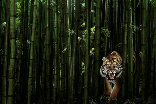 Tigre che emerge dai boschetti di bambù