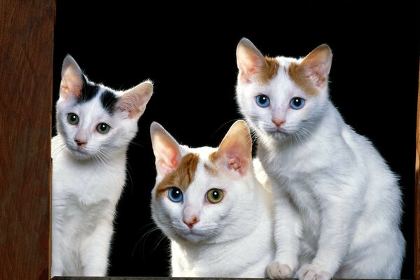 Tre gatti fissano gli occhi
