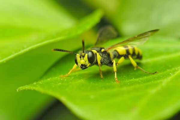 Macro di una vespa seduta su una foglia verde