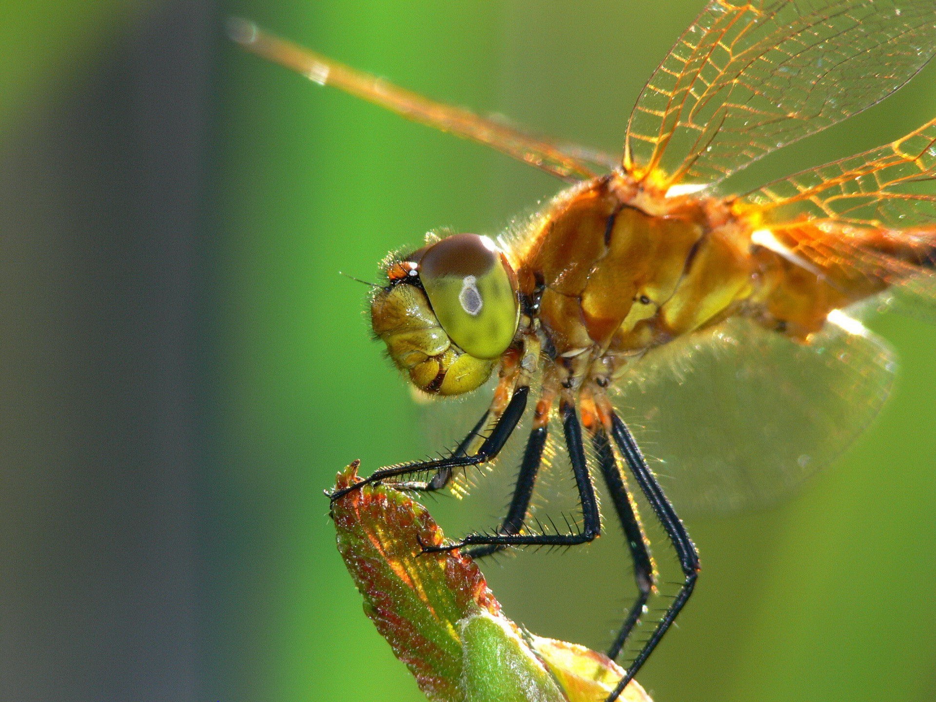 libellula