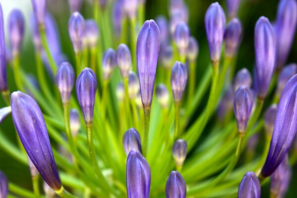 Petali lilla di fiori in fiore