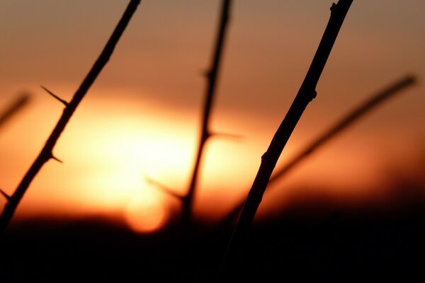 Rami spinosi al tramonto