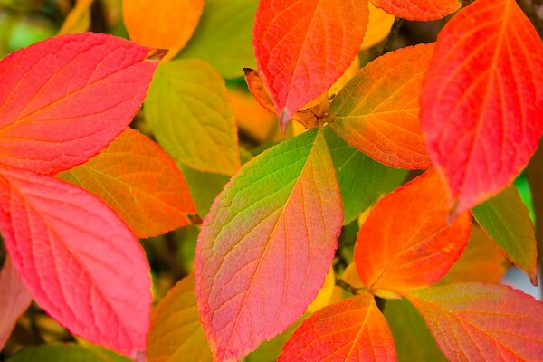 Foglie rosse e gialle autunnali