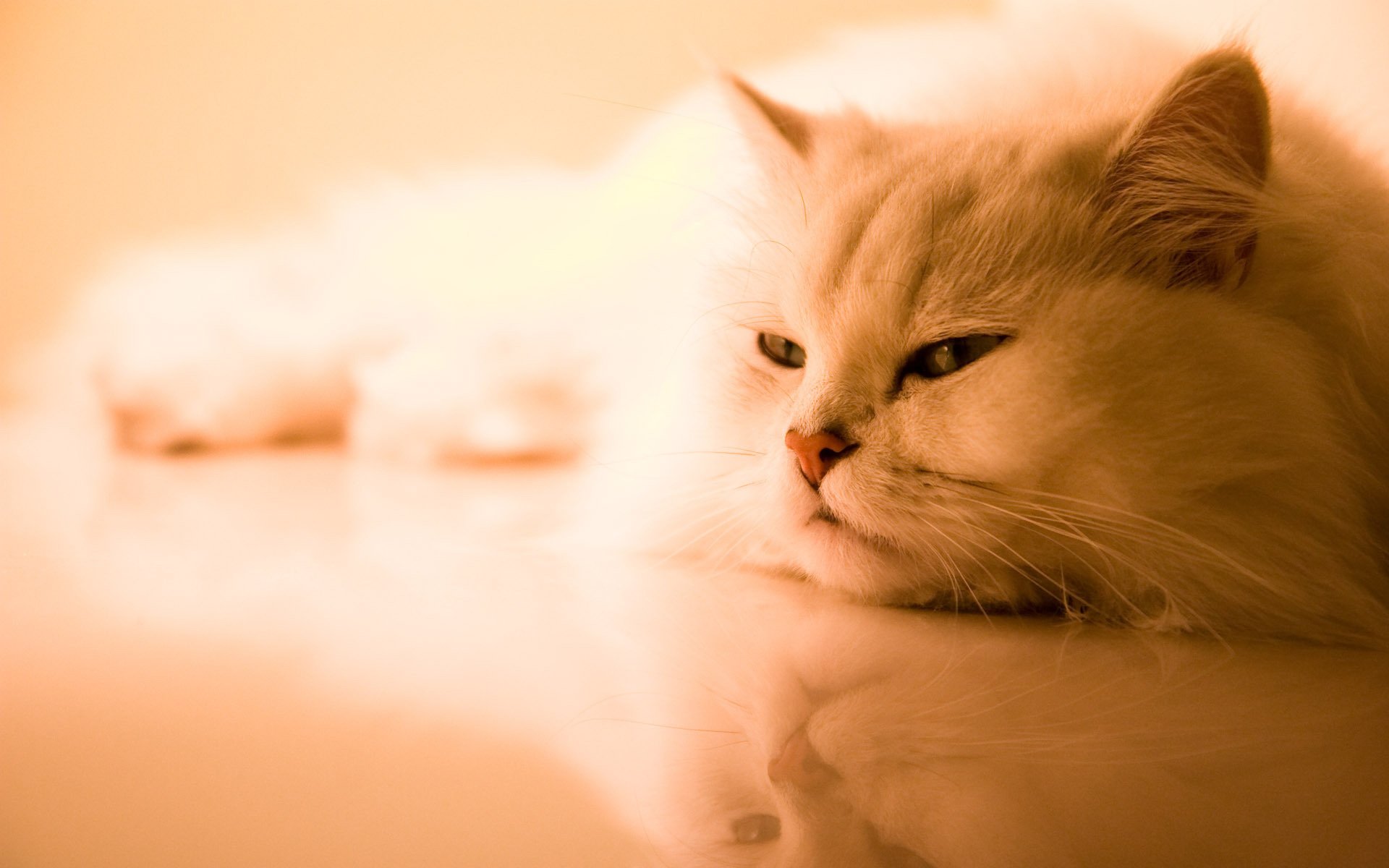zampa pelosa gatto bianco animali felino vista occhi
