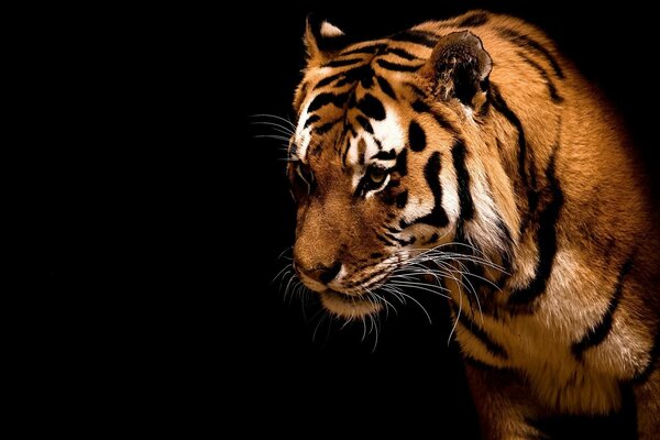 Tigre con sguardo predatore su sfondo nero