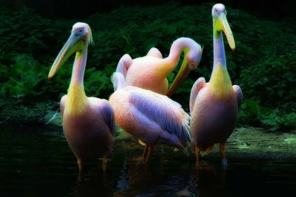 Pellicani colorati in acqua