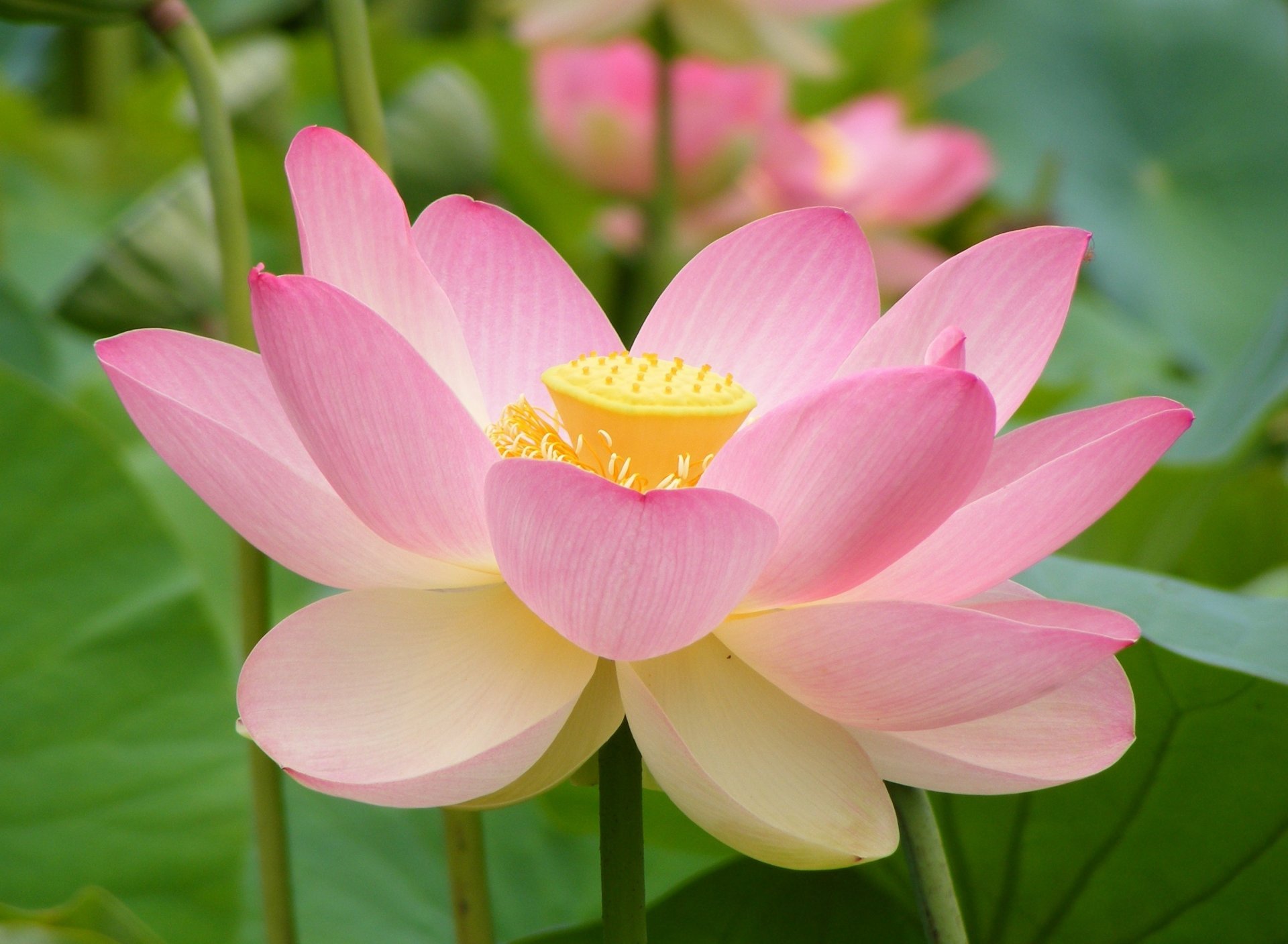fiori fiore rosa creazione delicata volantini