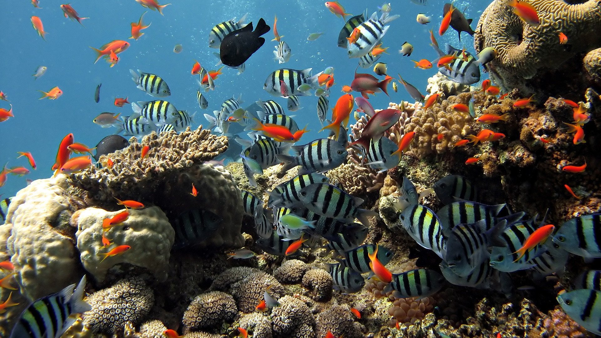 pesci a strisce mondo sottomarino rosso rocce uccelli acquatici