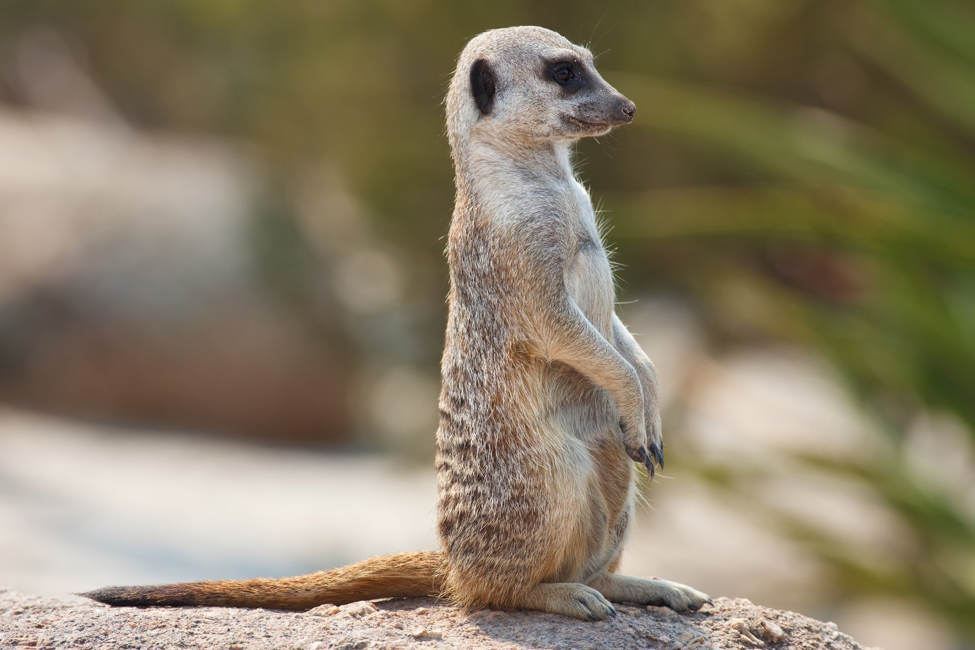 meerkat meerkat orologio post orologio occhi vista animali positivo profilo muso
