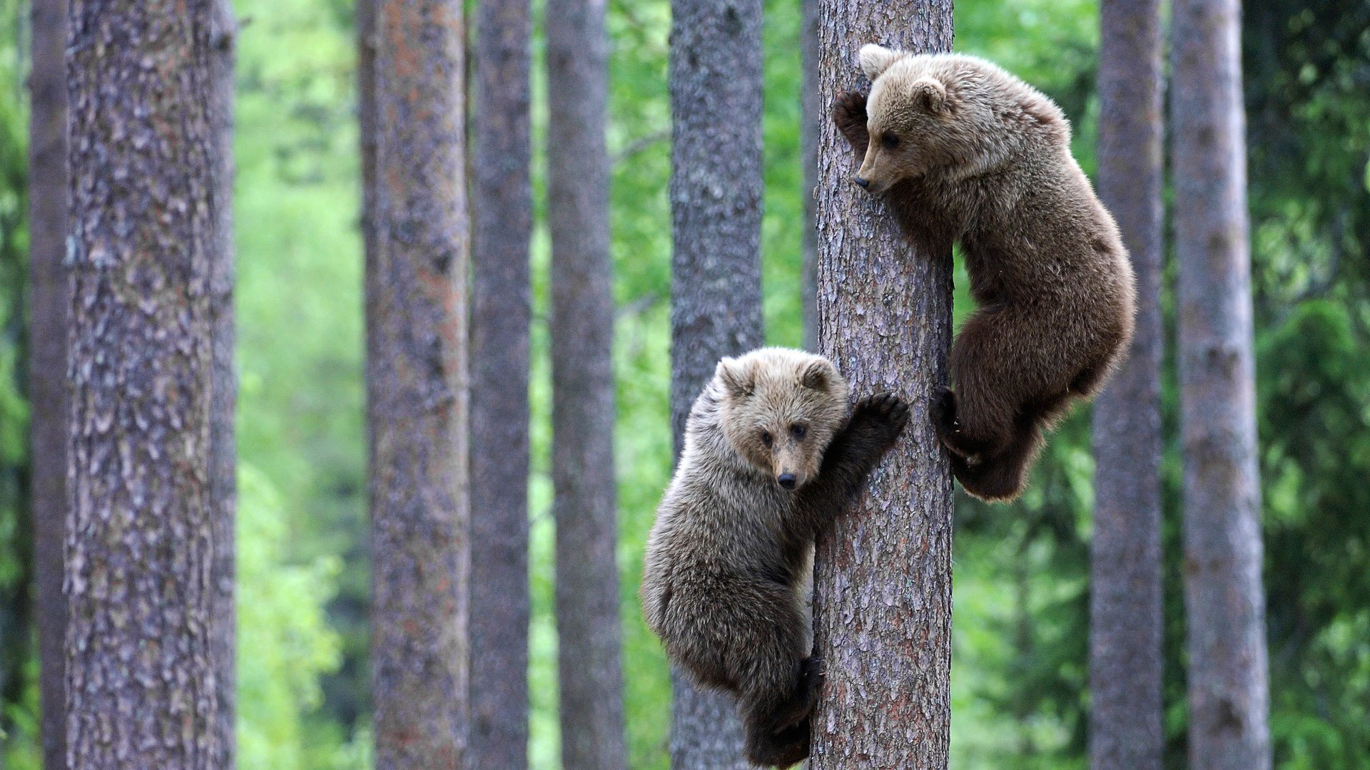 orsi orsi cuccioli animali mente natura foresta positivo