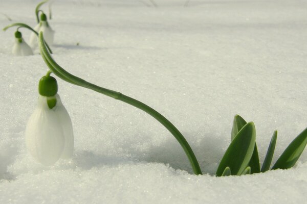 Mughetto che si fa strada attraverso la neve in primavera