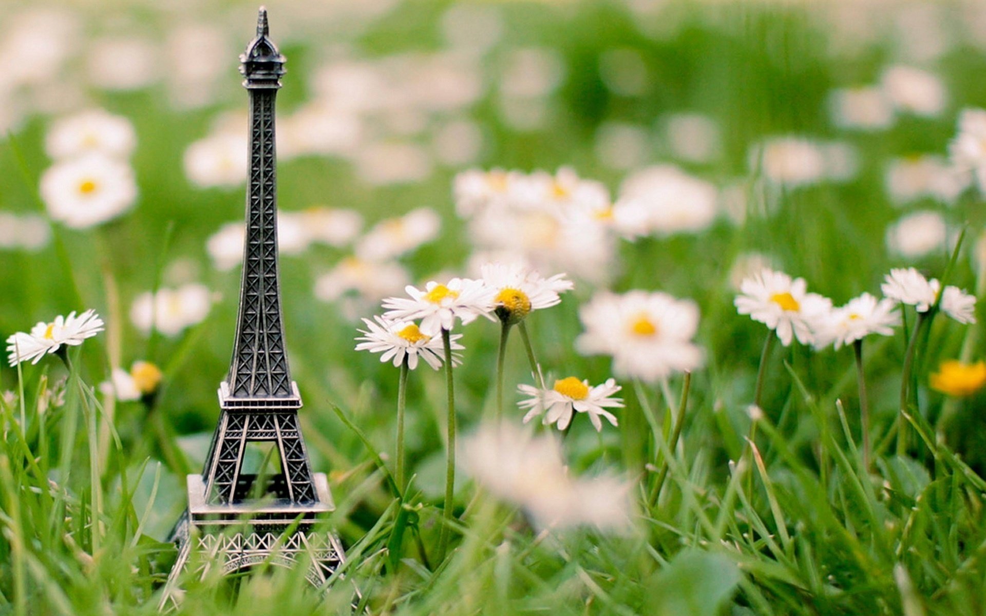 margherite souvenir torre erba eiffel