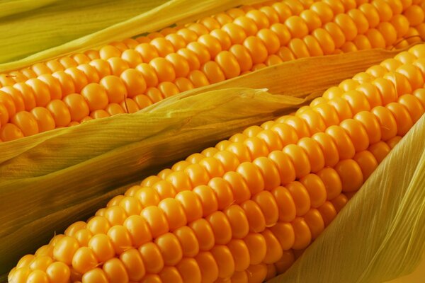 Spiga di grano matura succosa