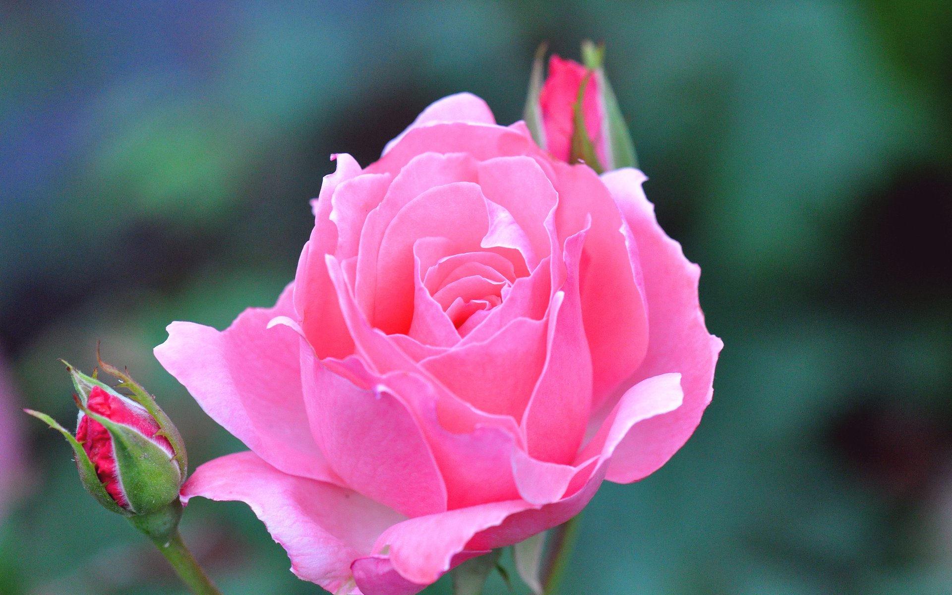 rosa fiore bocciolo bello