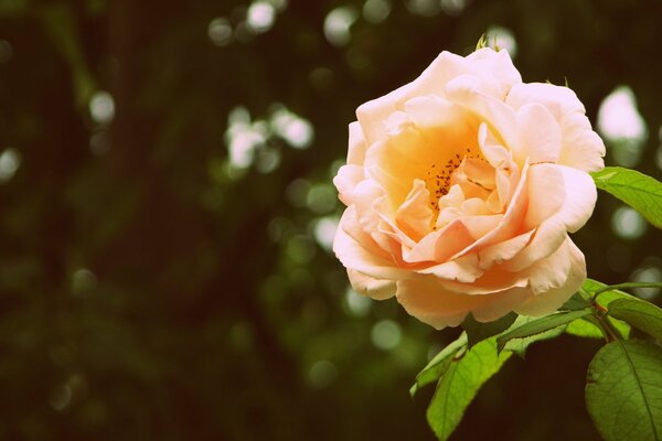 Rosa lussureggiante con foglie verde brillante su sfondo scuro