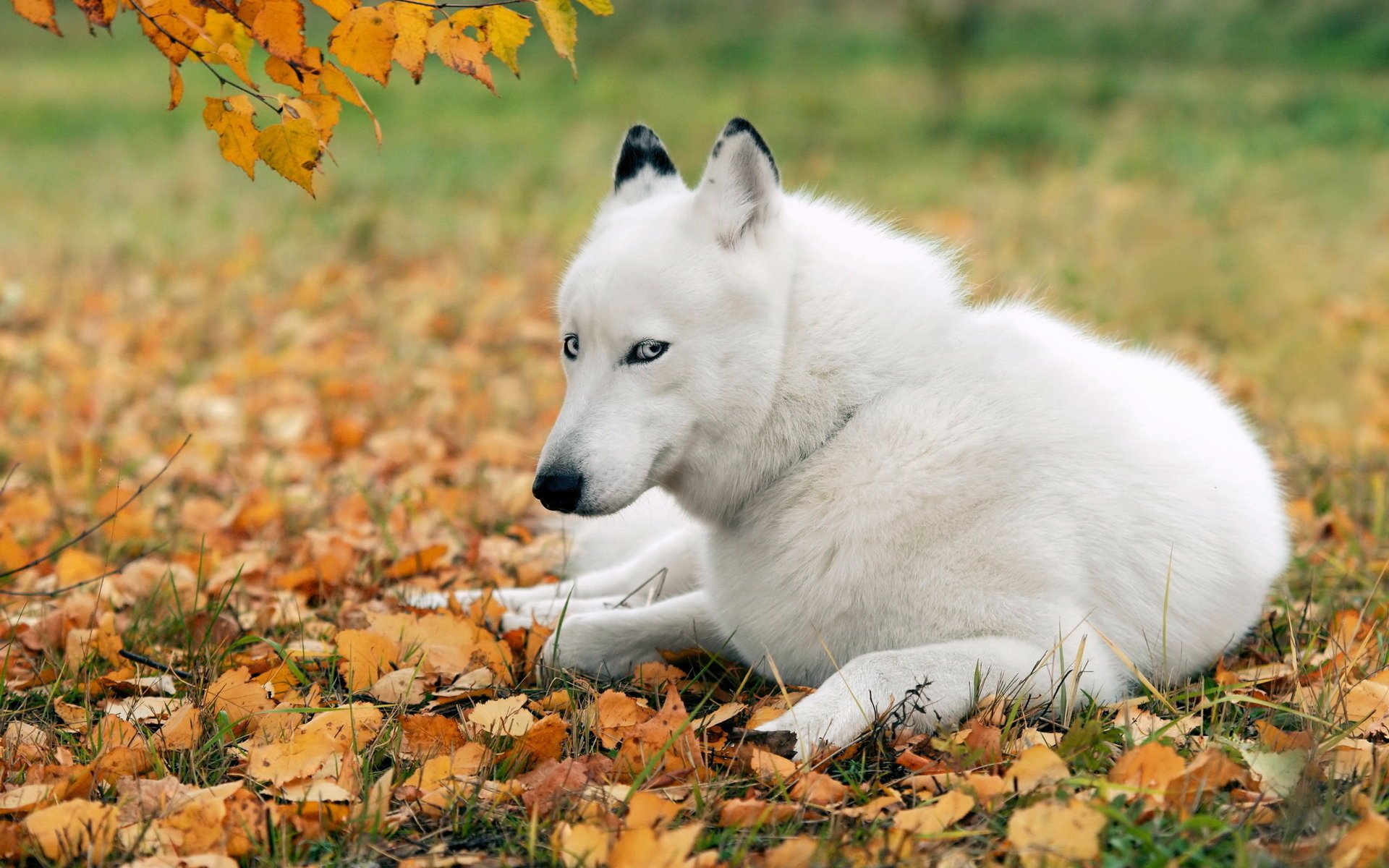 cane husky amico
