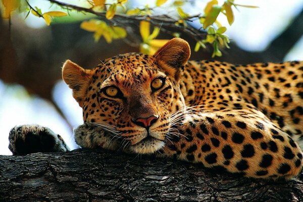 Leopardo macchiato giace sulle zampe su un albero