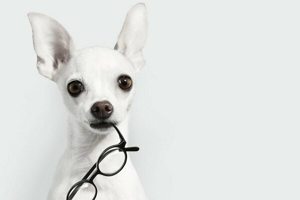 Bianco doggy con gli occhiali nei denti