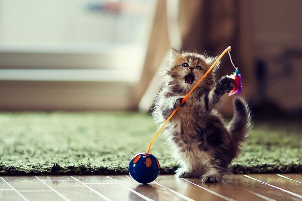 Canto, gioco, sono il gattino più cattivo