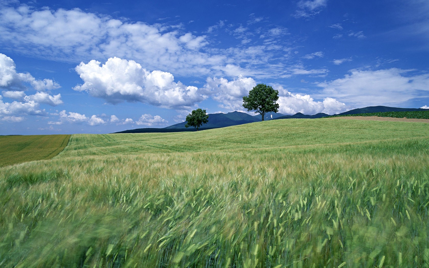 campo alberi nuvole