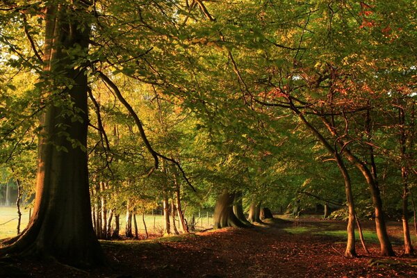 Alberi verdi nella foresta