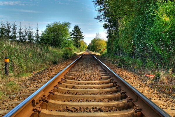 Alberi che crescono vicino alla ferrovia