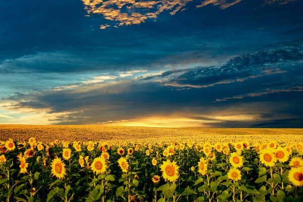 Bellissimi girasoli, bella nuvola