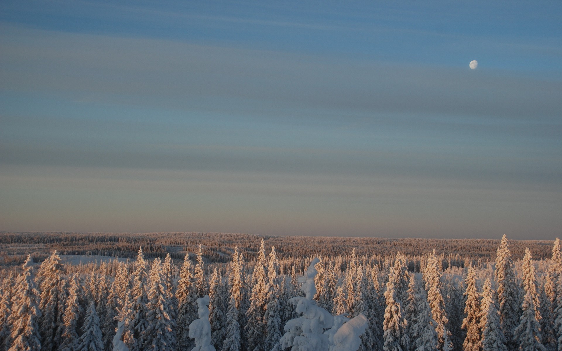 foresta inverno luna neve cielo