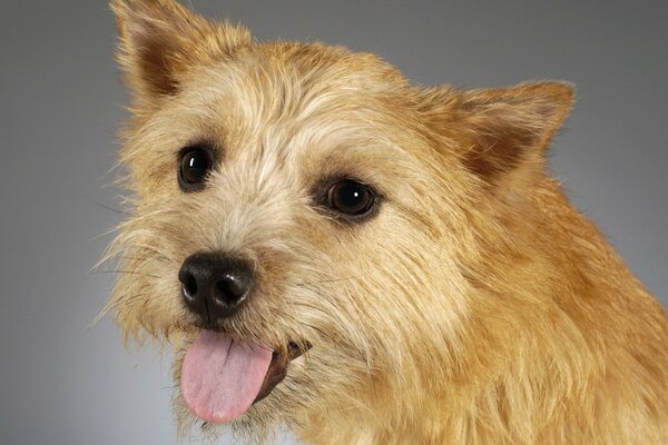 Ritratto di un cane di una bella rossa