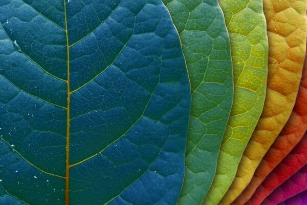 Macro foglie di colore arcobaleno