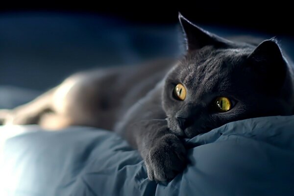 Gatto fumoso sdraiato sul letto
