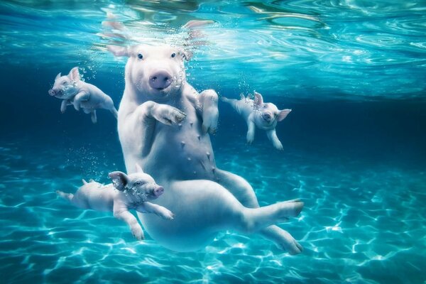 La stessa maialino e i suoi tre figli sott acqua