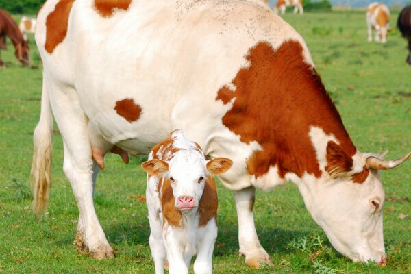 Mucca con vitello piccolo al pascolo