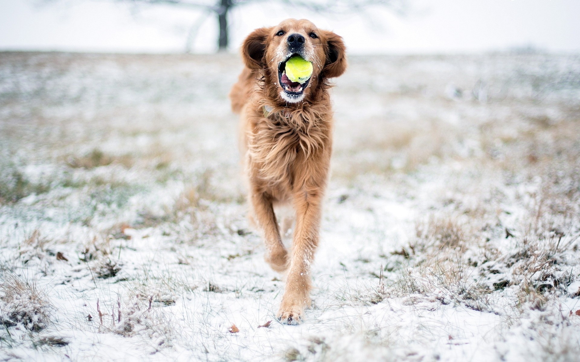 cane neve gioco