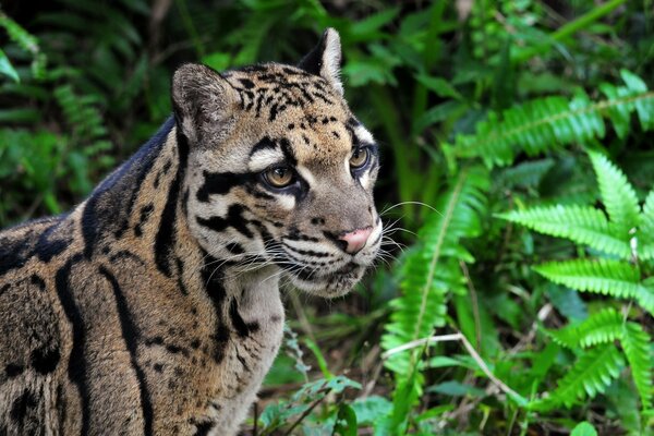 Leopardo nebuloso molto bello