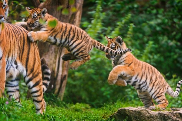 Divertenti giochi di gatti selvatici. I cuccioli saltano nell erba