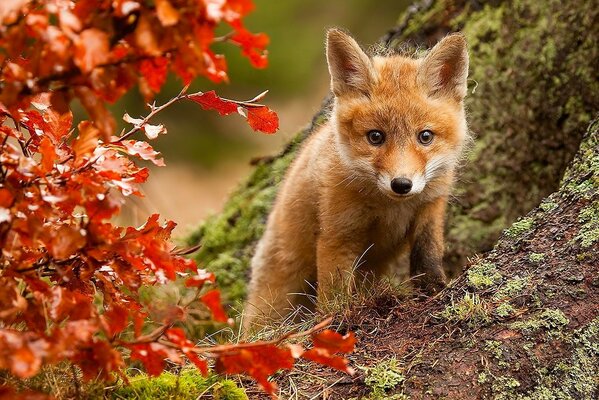 Bella volpe tra la foresta autunnale