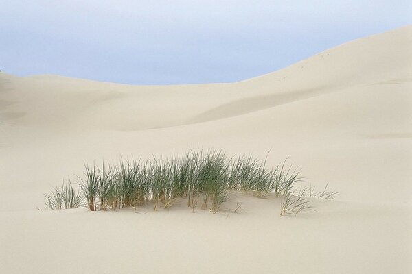 Cespuglio solitario nel deserto di Dubai