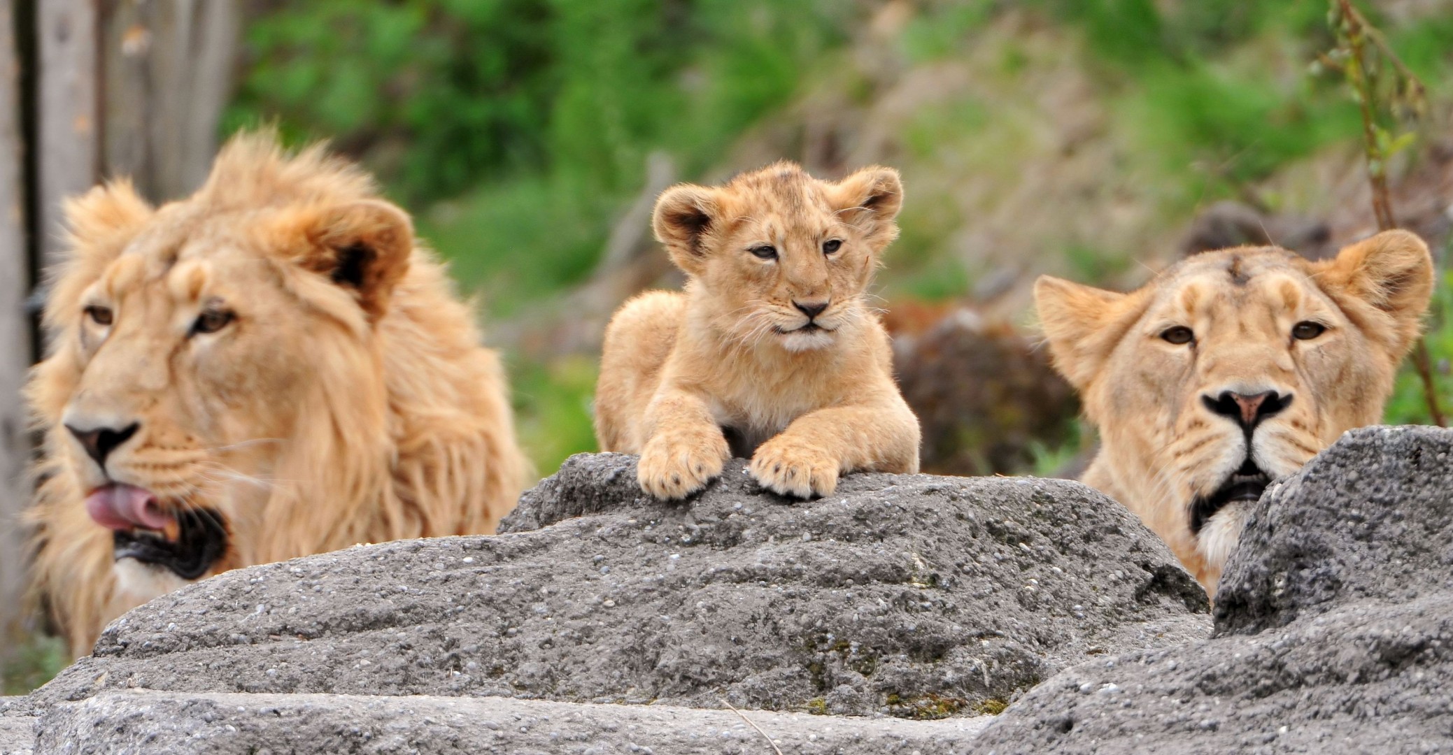 famiglia leoni cucciolo denti predatori