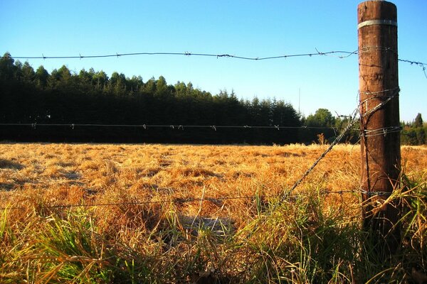 Il campo autunnale è il momento dell oro