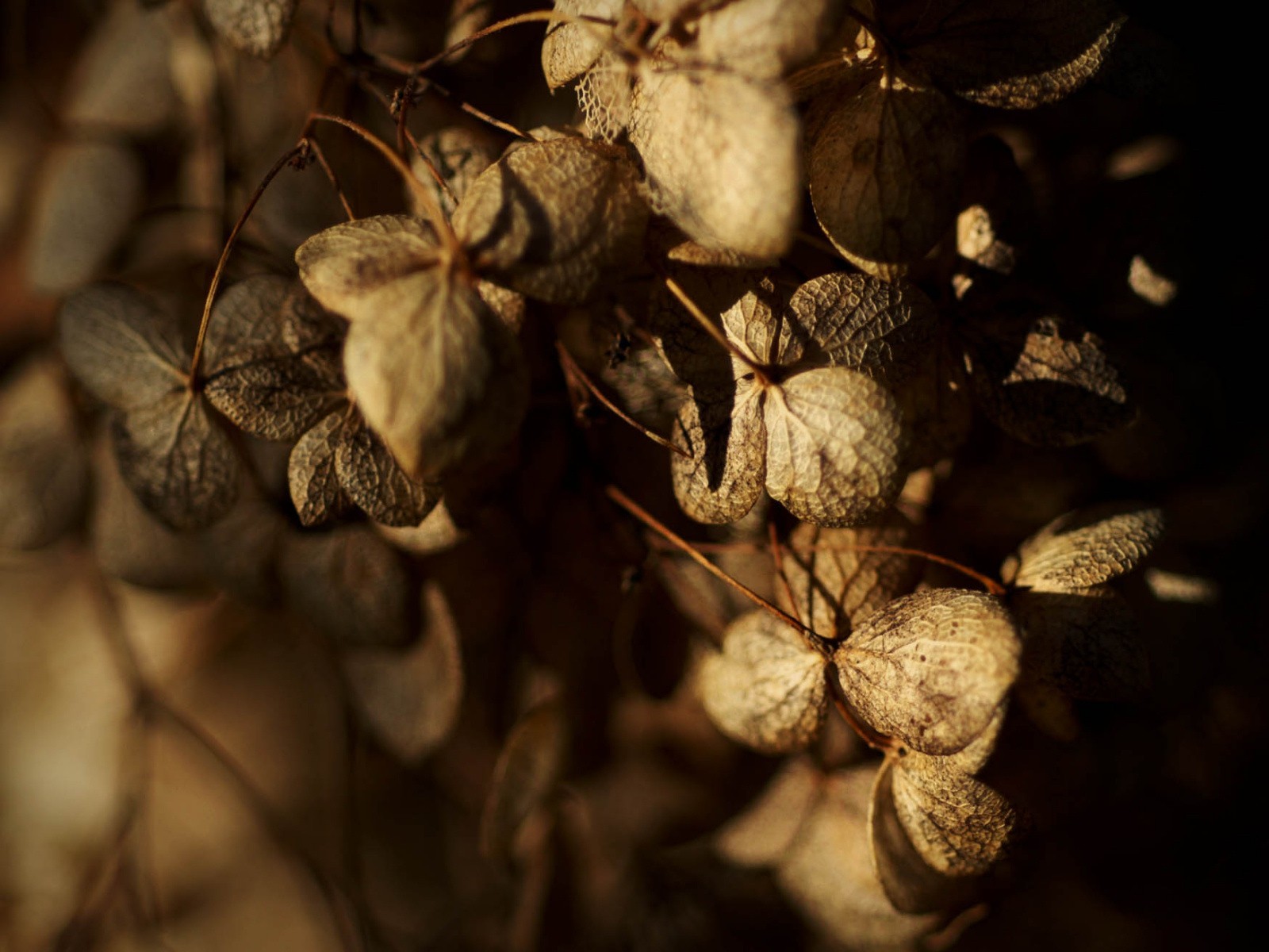autunno foglie secco